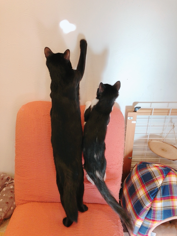 保護猫