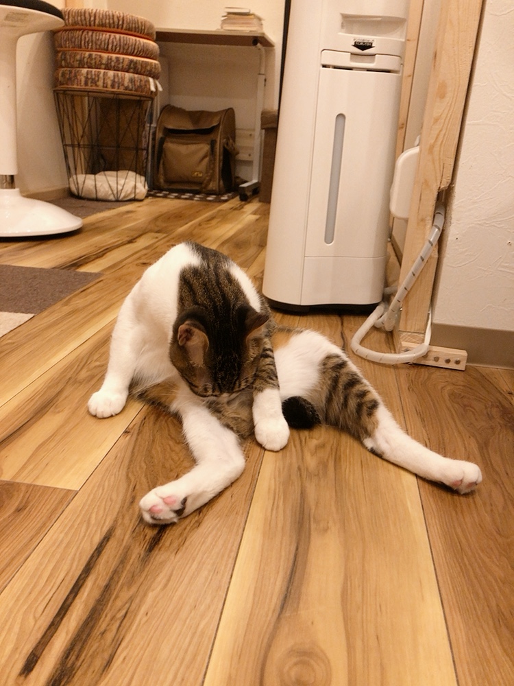 保護猫