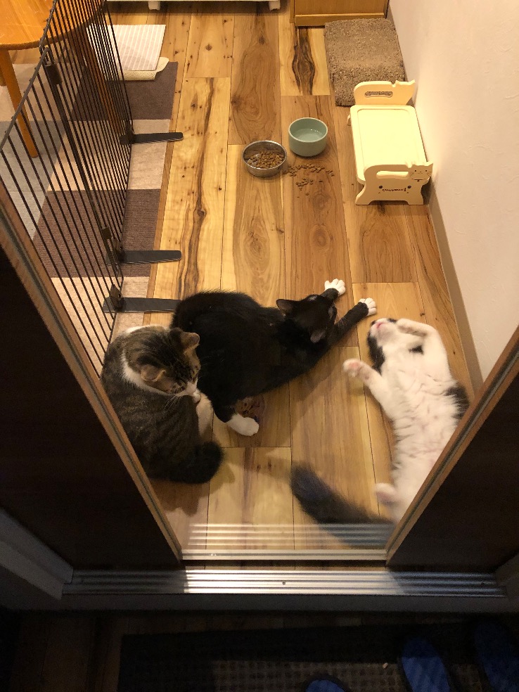 保護猫カフェの様子
