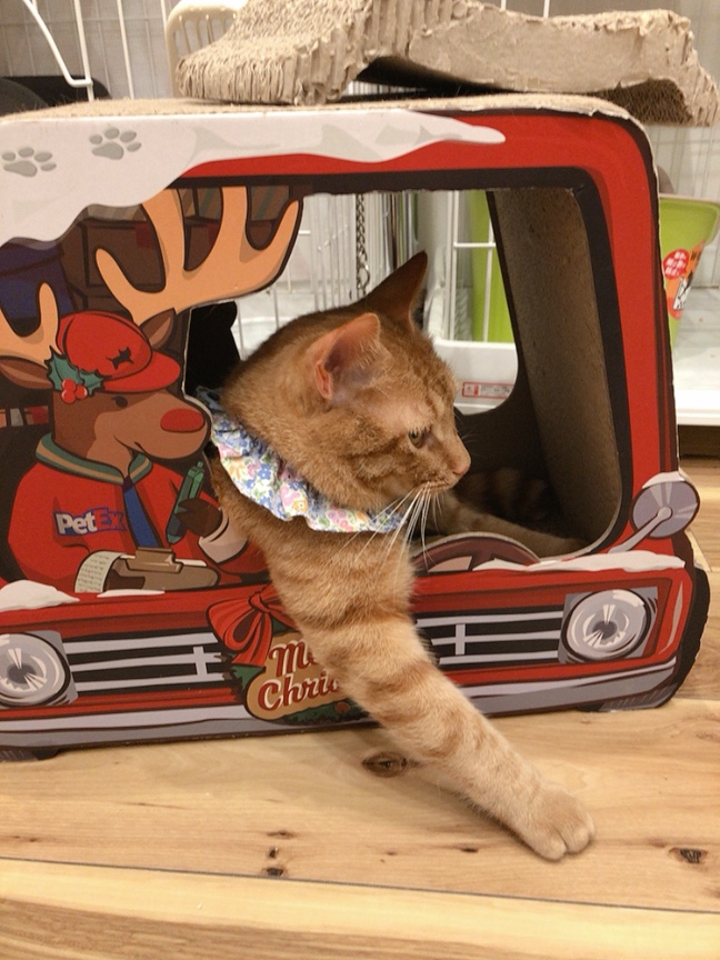 保護猫