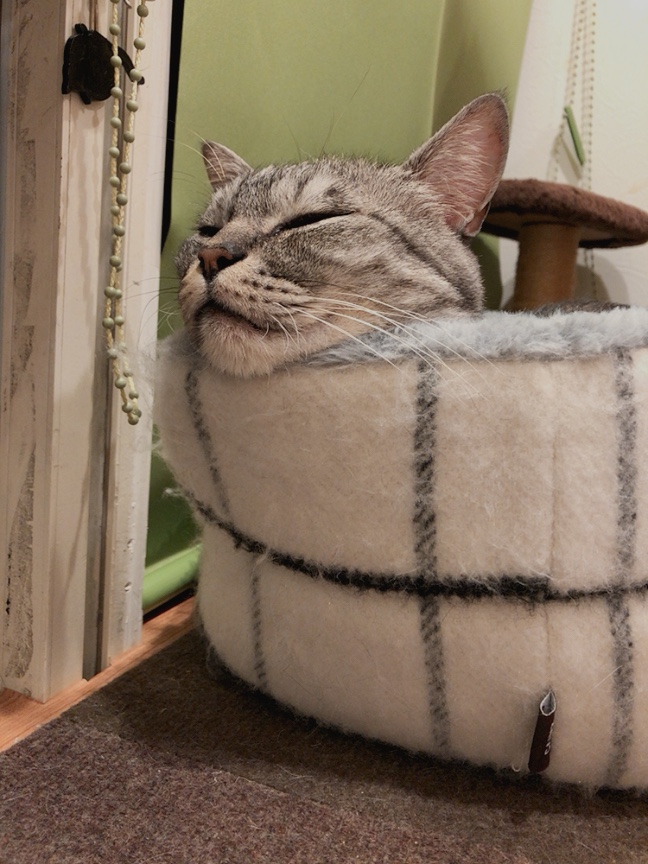 保護猫