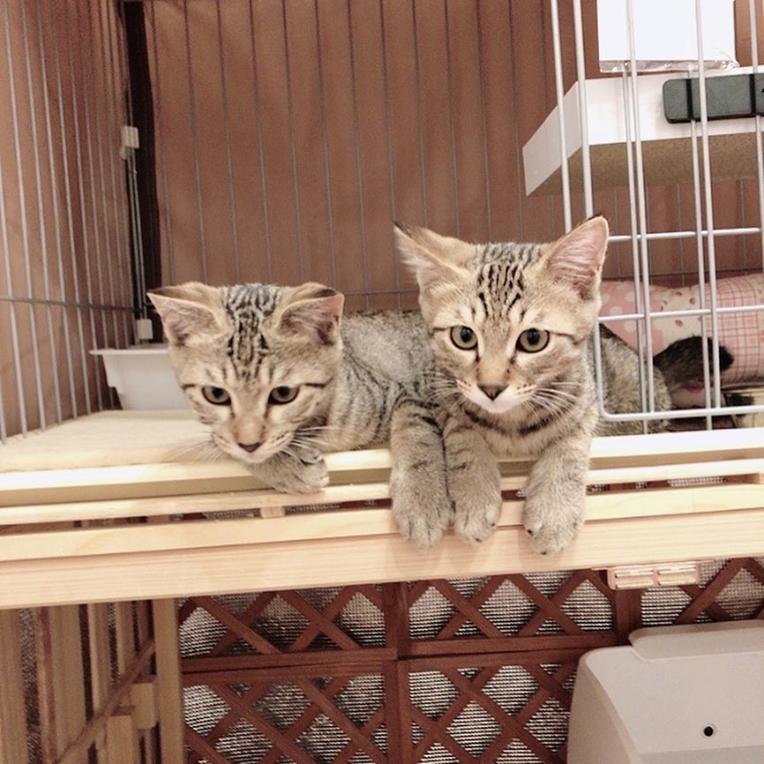 保護猫