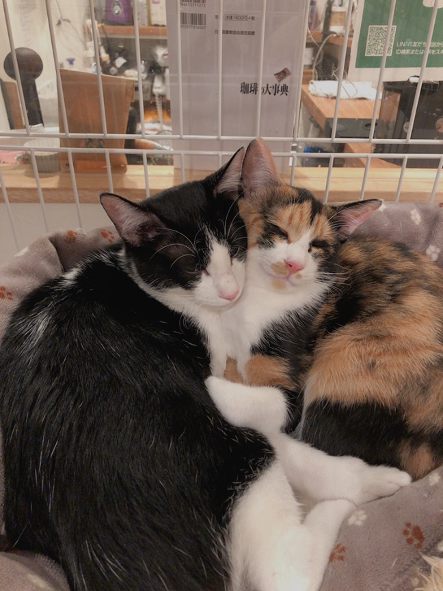 保護猫